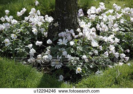 Close-up of Anemone Blanda 'White Splendour' View Large Photo Image Stock Photograph - Close-up of Anemone Blanda 'White Splendour' . Fotosearch
