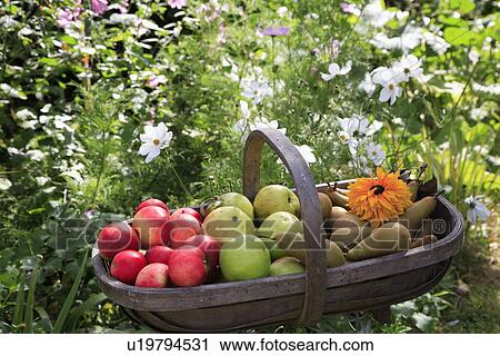 Stock Image - Close up of apples and pears in wooden trug. Fotosearch