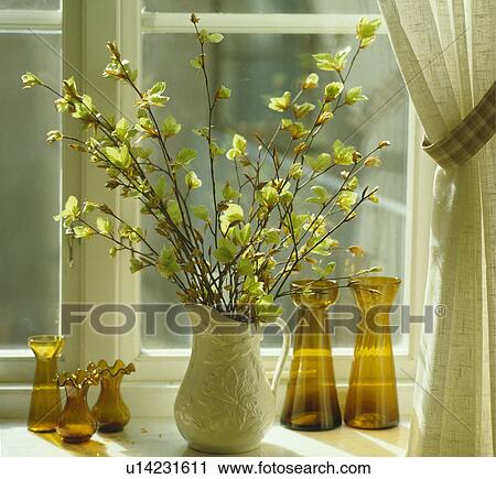 Close-up of beech branches in white jug on windowsill View Large Photo Image Stock Image - Close-up of beech branches in white jug on windowsill. Fotosearch