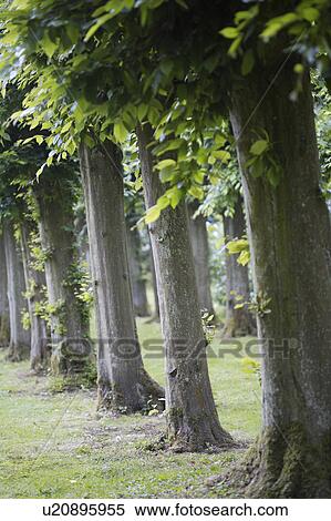 Close-up of beech trees in avenue View Large Photo Image Stock Photography - Close-up of beech trees in avenue. Fotosearch