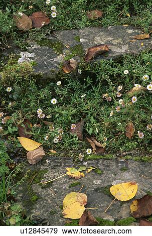 Stock Photo - Close-up of bellis and stone paving with Autumn leaves. Fotosearch