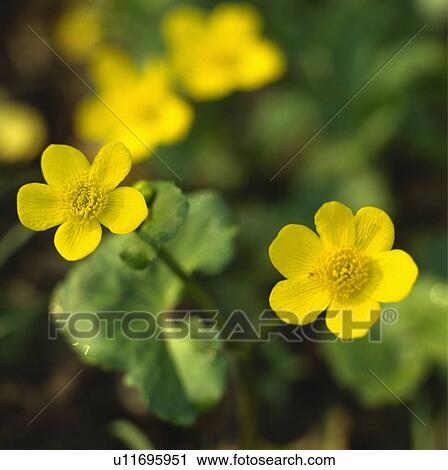 Close up of blooms of buttercup. View Large Photo Image Stock Image - Close up of blooms of buttercup.. Fotosearch