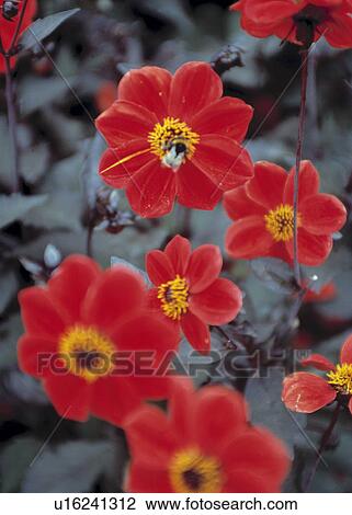 Close up of blooms of red dahlia -Bishop of Llandaff' View Large Photo Image Stock Image - Close up of blooms of red dahlia -Bishop of Llandaff'. Fotosearch