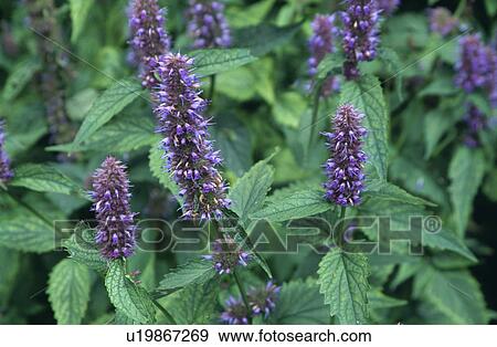 Close-up of blue ajuga View Large Photo Image Stock Photo - Close-up of blue ajuga . Fotosearch
