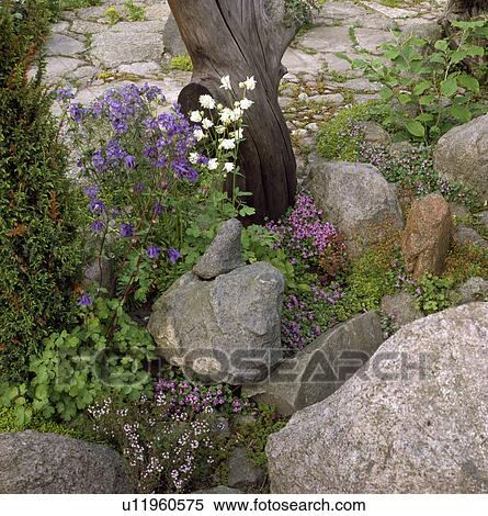 Stock Photography - Close-up of blue and white aquilegia with large stones. Fotosearch