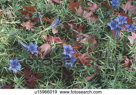 Stock Photo - Close up of blue Gentian Sino Ornata . Fotosearch