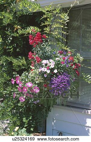 Stock Photo - Close up of blue lobelia and red antirrhinum in hanging basket with pink petunias. Fotosearch