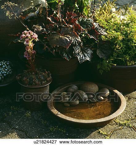 Stock Photo - Close-up of bowl of water with pebbles below begonia. Fotosearch