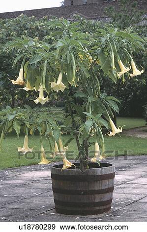 Close up of Brugmansia Alba in wooden barrel View Large Photo Image Stock Photo - Close up of Brugmansia Alba in wooden barrel. Fotosearch