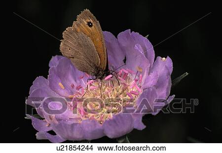 Close-up of butterfly on mauve scabious View Large Photo Image Picture - Close-up of butterfly on mauve scabious. Fotosearch