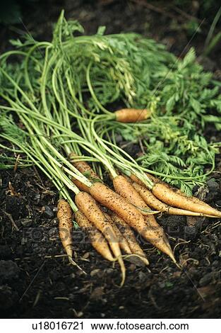 Close-up of carrots with their leaves View Large Photo Image Stock Image - Close-up of carrots with their leaves. Fotosearch