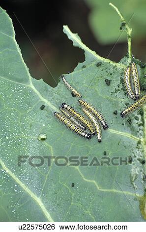 Stock Photograph - Close-up of caterpillars on cabbage leaf. Fotosearch