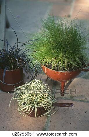 Stock Image - Close up of chlorophytum and ophiopogon with grass plant in recycled saucepan and colander. Fotosearch