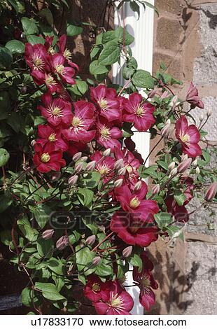 Close Up Of Clematis Ville De Lyon Stock Image U Fotosearch