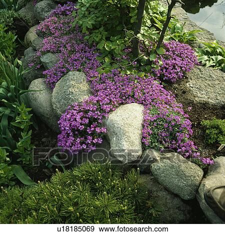 Stock Photo -  Close-up of clumps of pink aubrieta growing over rounded boulders . Fotosearch