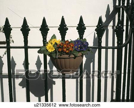 Stock Image - Close up of colourful primulas in basket on black iron railings. Fotosearch