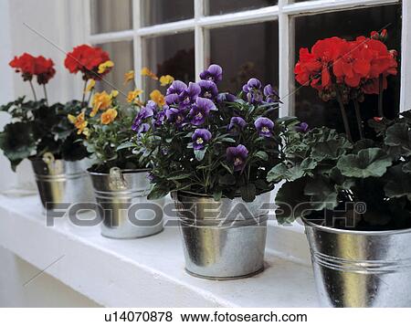 Close-up of colourful summer flowering annuals in pots View Large Photo Image Stock Photo - Close-up of colourful summer flowering annuals in pots. Fotosearch