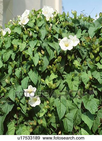 Stock Photo - Close up of Convolvulus "Arvensis" in flower. Fotosearch