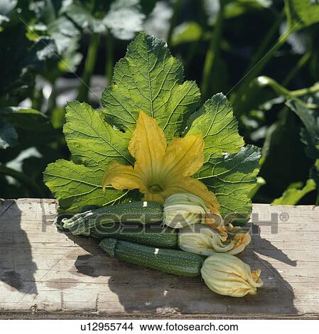 Close-up of courgettes with flower and leaf View Large Photo Image Picture - Close-up of courgettes with flower and leaf. Fotosearch
