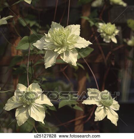 Close-up of cream double clematis flower View Large Photo Image Stock Photo - Close-up of cream double clematis flower. Fotosearch