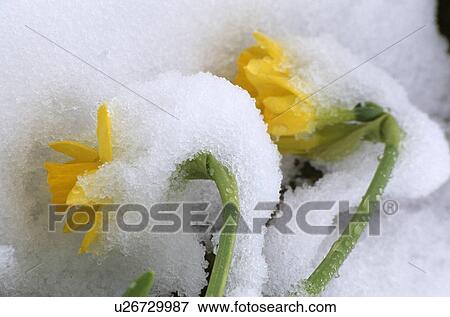 Stock Photo - Close-up of daffodils in snow. Fotosearch