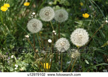 Close-up of dandelion seedheads View Large Photo Image Stock Image - Close-up of dandelion seedheads. Fotosearch