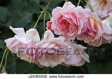 Stock Photograph - Close up of double pink roses. Fotosearch