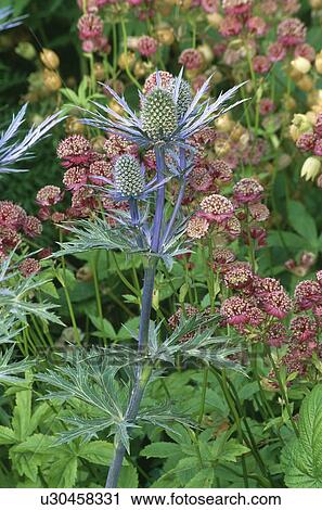 Close-up of eryngium and pink astrantia View Large Photo Image Stock Image - Close-up of eryngium and pink astrantia. Fotosearch