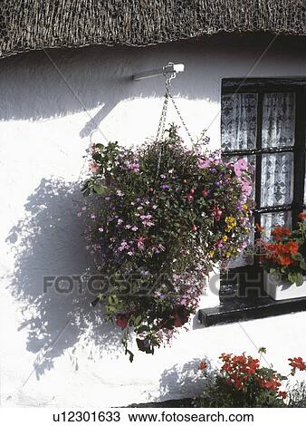 Stock Image - Close up of flowering plants in hanging basket on white cottage wall. Fotosearch