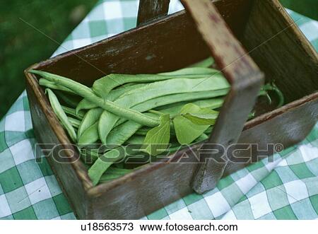 Close-up of freshly picked green runner beans in an old wooden trug View Large Photo Image Stock Image - Close-up of freshly picked green runner beans in an old wooden trug. Fotosearch