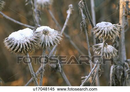 Close-up of frosted echinops seedheads View Large Photo Image Stock Photography - Close-up of frosted echinops seedheads. Fotosearch