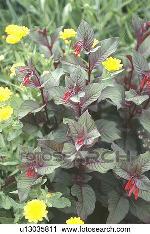 Close up of fuchsia "Thalia" with yellow argyranthemum View Large Photo Image Stock Image - Close up of fuchsia "Thalia" with yellow argyranthemum. Fotosearch