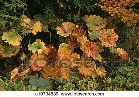 Close-up of geranium leaves in autumn View Large Photo Image Stock Photo - Close-up of geranium leaves in autumn. Fotosearch
