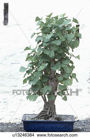 Close up of Gingko Biloba bonsai trees View Large Photo Image Picture - Close up of Gingko Biloba bonsai trees. Fotosearch
