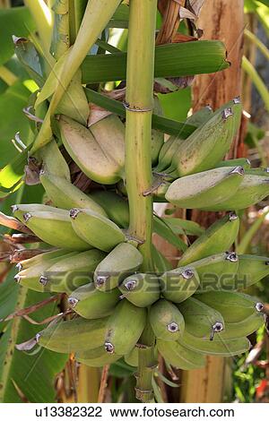Close up of green bananas View Large Photo Image Stock Image - Close up of green bananas. Fotosearch