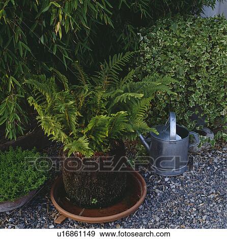 Close-up of green fern in pot beside watering can View Large Photo Image Stock Photo - Close-up of green fern in pot beside watering can. Fotosearch