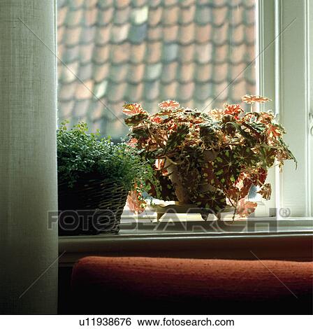 Stock Photograph - Close-up of green helzine with variegated leaf begonia. Fotosearch