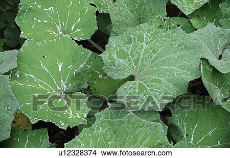 Picture - Close-up of green leaves. Fotosearch