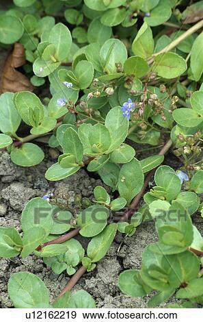 Stock Photo - Close-up of green leaves with forget-me-nots. Fotosearch