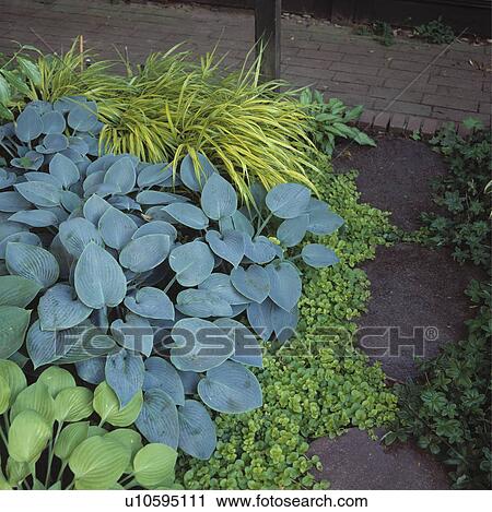 Close-up of hostas and grasses View Large Photo Image Stock Image - Close-up of hostas and grasses. Fotosearch