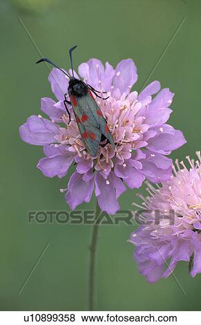 Stock Photo - Close-up of insect on mauve scabious. Fotosearch