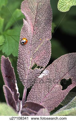 Stock Image - Close-up of ladybird on sage leaf. Fotosearch