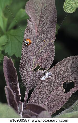 Stock Photo - Close-up of ladybird on sage leaf. Fotosearch