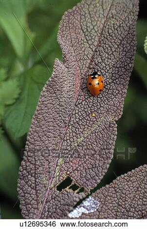 Close-up of ladybird on sage leaf View Large Photo Image Stock Photograph - Close-up of ladybird on sage leaf. Fotosearch