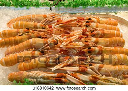 Close up of large Spanish prawns on a bed of ice View Large Photo Image Stock Image - Close up of large Spanish prawns on a bed of ice. Fotosearch