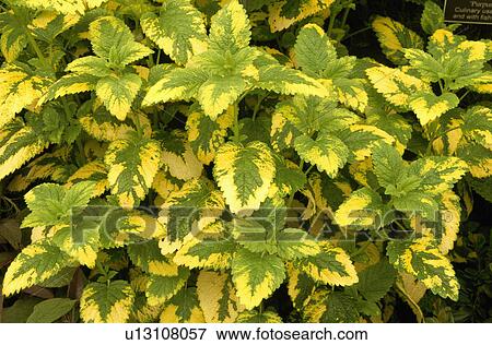 Close-up of lemonbalm leaves View Large Photo Image Stock Photo - Close-up of lemonbalm leaves. Fotosearch