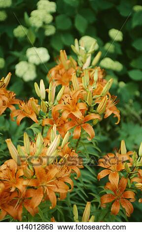 Close-up of Lilium Enchantment View Large Photo Image Stock Photo - Close-up of Lilium Enchantment. Fotosearch