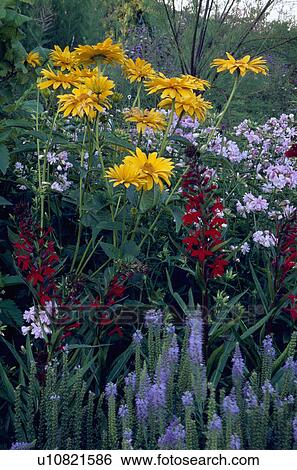 Close-up of Lobelia Cardinalis and Rudbeckia View Large Photo Image Stock Photograph - Close-up of Lobelia Cardinalis and Rudbeckia. Fotosearch