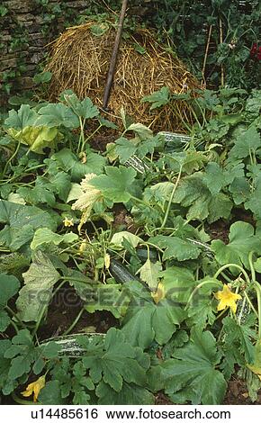 Close up of marrows in vegetable garden View Large Photo Image Stock Photograph - Close up of marrows in vegetable garden. Fotosearch