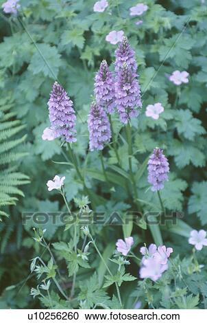 Close up of mauve dactylorhiza "Maculata" and geraniums View Large Photo Image Stock Image - Close up of mauve dactylorhiza "Maculata" and geraniums. Fotosearch